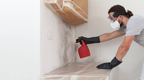 Professional Mold Removal technician working in Malden, MA