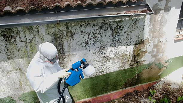 Trusted Crawl Space Mold Removal service in Malden, MA - Cheap Mold Removal
